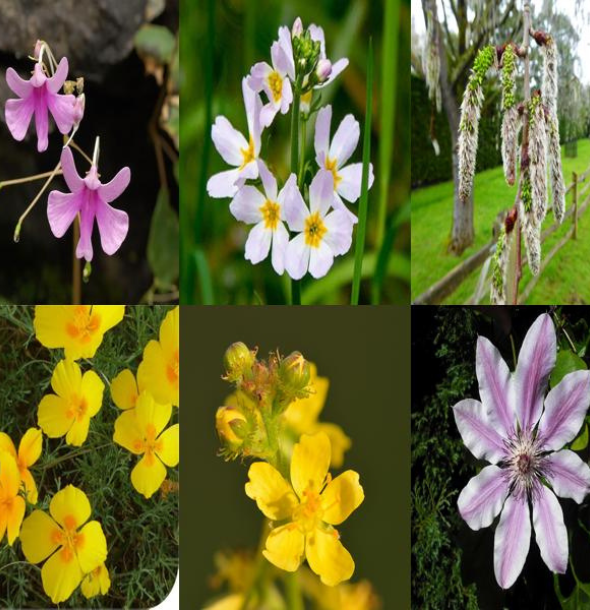 Collage of healing flower essences used in natural flower medicine therapy, featuring pink, white, and yellow blossoms.