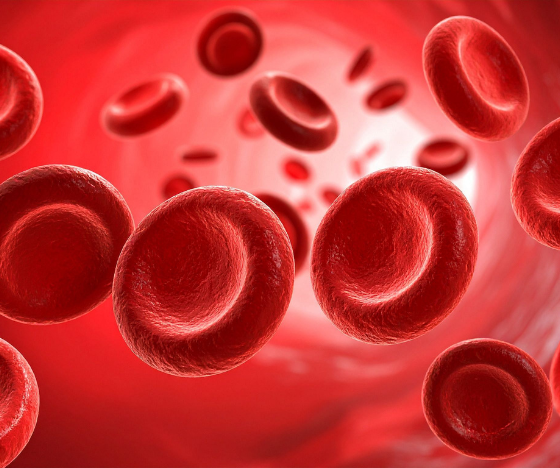 3D illustration of red blood cells flowing through a blood vessel, representing improved circulation and energy flow.