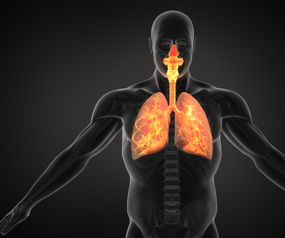 Human body illustration highlighting the lungs and airways, showing respiratory system function.