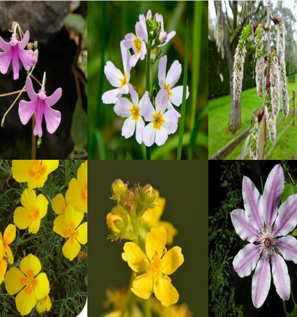 Collage of different Bach flower remedy plants and flowers used in flower medicine for gentle emotional wellness support.